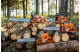 Купить Бензопила Husqvarna 365 (9707185-18). Официальный магазин Хускварна Украина, фирменная гарантия с доставкой по Украине.