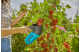 Купить Плодосъемник Gardena Combisystem BerryPicker для сбора ягод (17400-20.000.00). Официальный магазин Хускварна Украина, фирменная гарантия с доставкой по Украине.