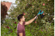 Купити Плодознімач Gardena Combisystem FruitPicker (03115-20.000.00). Офіційний магазин Хускварна Україна, фірмова гарантія з доставкою по Украіні