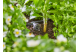 Купить Комплект полива Gardena Micro-Drip-System Raised Bed Set для высоких грядок на 35 растений(13455-20.000.00). Официальный магазин Хускварна Украина, фирменная гарантия с доставкой по Украине.
