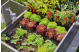 Купить Комплект полива Gardena Micro-Drip-System Raised Bed Set для высоких грядок на 35 растений(13455-20.000.00). Официальный магазин Хускварна Украина, фирменная гарантия с доставкой по Украине.