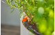 Купити Комплект поливу Gardena Micro-Drip-System Balcony Set на 15 рослин (13401-20.000.00). Офіційний магазин Хускварна Україна, фірмова гарантія з доставкою по Украіні