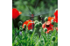 Купити Мікродощувач Gardena Micro-Drip-System секторний 6-позиційний (комплект 2 од.) (01396-29.000.00). Офіційний магазин Хускварна Україна, фірмова гарантія з доставкою по Украіні