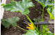 Купити Прополювач Gardena NatureLine, 9 см, три зубця (17108-20.000.00). Офіційний магазин Хускварна Україна, фірмова гарантія з доставкою по Украіні