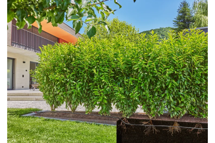 Купити Шланг Gardena Micro-Drip-System для мікрокапельного поливу, 13 мм (1/2"), 25 м (13503-20.000.00). Офіційний магазин Хускварна Україна, фірмова гарантія з доставкою по Украіні