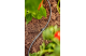Купити Шланг подавальний Gardena Micro-Drip-System 4,6 мм, 50 м (01348-20.000.00). Офіційний магазин Хускварна Україна, фірмова гарантія з доставкою по Украіні