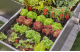 Купити Заглушка Gardena Micro-Drip-System для шлангів 4,6 мм (3/16") (комплект 10 од.) (13215-20.000.00). Офіційний магазин Хускварна Україна, фірмова гарантія з доставкою по Украіні